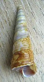 A beachworn shell of Maoricolpus roseus, family Turritellidae. Most of the body whorl has been broken off in this specimen, possibly by a predator such as a crab.