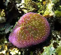 Mushroom coral