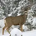 Mule deer