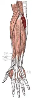 Posterior surface of the forearm. Superficial muscles. (Anconeus visible at center right.)