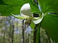 Nodding trillium (Trillium cernuum)