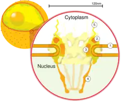 Nuclear pore. Side view. 1. Nuclear envelope. 2. Outer ring. 3. Spokes. 4. Basket. 5. Filaments. (Drawing is based on electron microscopy images)