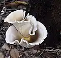 Bioluminescent fungus