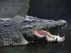 تمساح المياه المالحة (Crocodylus porosus)