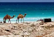 Two camels on a beach