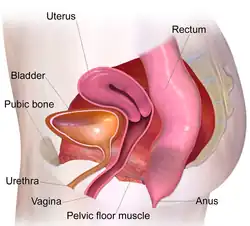 Location of pelvis muscles in a female