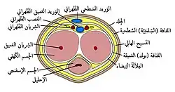 مقطع عرضي للعضو الذكري موضحة فيه الغلالة البيضاء