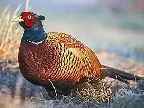 Common Pheasant