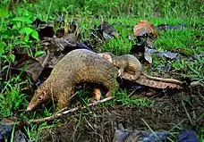 Philippine Pangolin