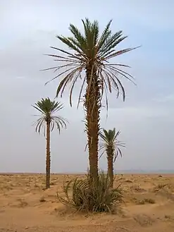 نخل في مرزوقة بالمغرب 2