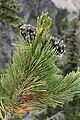 The Pinus albicaulis leaves are in fascicles (bundles) of five, and the cone is dark purple when immature (حديقة جبل رينييه).