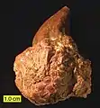 برعم زنبق البحر من (الفحمي السفلى) من ووستير (أوهايو) مرتبطة مع (Palaeocapulus acutirostre) مخروطية