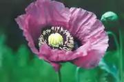 خشخاش الأفيون ( Papaver somniferum )