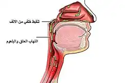 صورة توضح تنقيط أنفي خلفي