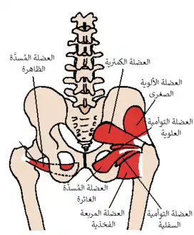 العضلة السدادية الغائرة والعضلات المجاورة