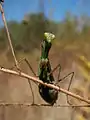 Adult Mantis religiosa religiosa in Guelph, Ontario, Canada.