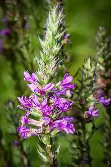 Purple Loosestrife (Lythrum salicaria) naturalized in Pennsylvania