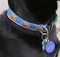 Nylon quick-release buckle collar on a dog with identification and medical tags.