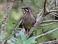 In a Banksia, سيدني، Australia.