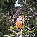 Feeding on Banksia sp. flower, برث