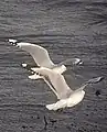 Comparison of adult (left) and immature (right) Red-billed Gulls in flight