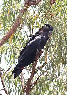 A large black cockatoo perched atop some foliage against a sky background