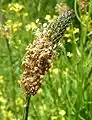 Ribwort Plantain flower spike