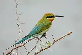 وروار أزرق الذيل (Merops philippinus)