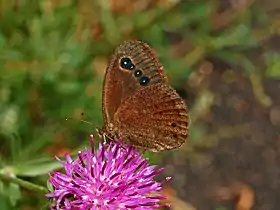 Satyrus ferula, male, ventral view