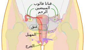 تركيب الجهاز التناسلي الأنثوي