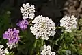 Iberis umbellata or candytuft (عذق شمراخي)