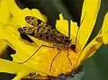 بانوربا ميريديوناليس، (Panorpa meridionalis) من البرتغال