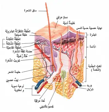 مقطع طولي لطبقات الجلد