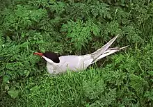 Arctic Tern.