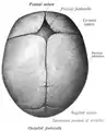 Sagittal suture of a new-born child, seen from above.