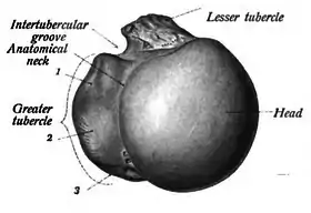 عنق العضد التشريحي (بالإنجليزية: Anatomical neck)‏ مُشار إليه أعلى اليسار.