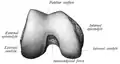 صورة لعظم الفخذ الأيمن من أسفل. اللقيمة الوحشية (external epicondyle) و اللقيمة الإنسية (internal epicondyle) لعظم الفخذ مبينتان. الرضفة أعلى الصورة.