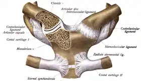 الرباط الضلعي الترقوي موضح في أقصي يمين وأقصى يسار الرسم، ومكتوب عليه بسهم: "Costoclavicular ligament".