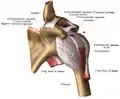 الناتئ الغرابي. Coracoid process