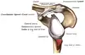 الناتئ الغرابي. Coracoid process