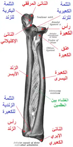 الثلمة البكرية للزند ظاهرة في الصورة.