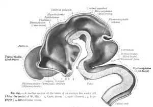 Central nervous system seen in a median section of a five week old embryo.