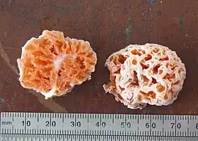 Two halves of an orangish sponge-like fungus, with a ruler shown at the bottom for scale.