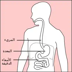 موقع المعدة في جسم الإنسان