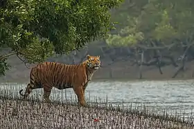 A tiger at the water margin