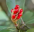 Young berry cluster