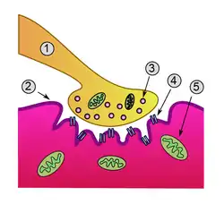 Detailed view of a neuromuscular junction:1. مشبك كيميائي terminal2. غمد الليف العضلي3. حويصلة مشبكية4. مُستَقبِِل أسيتيل كولين النيكوتين5. ميتوكندريون