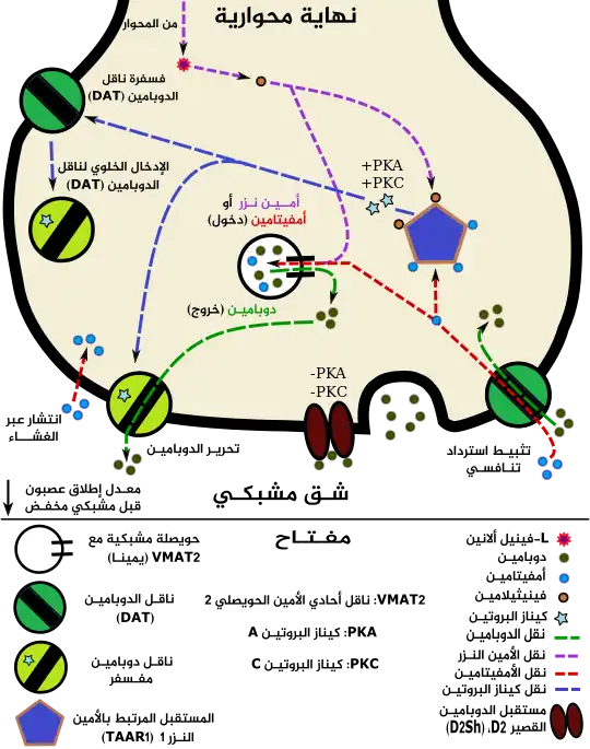 A pharmacodynamic model of amphetamine and TAAR1