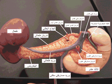 Arteries and veins around the pancreas and spleen.