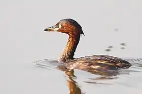 Non-breeding plumage